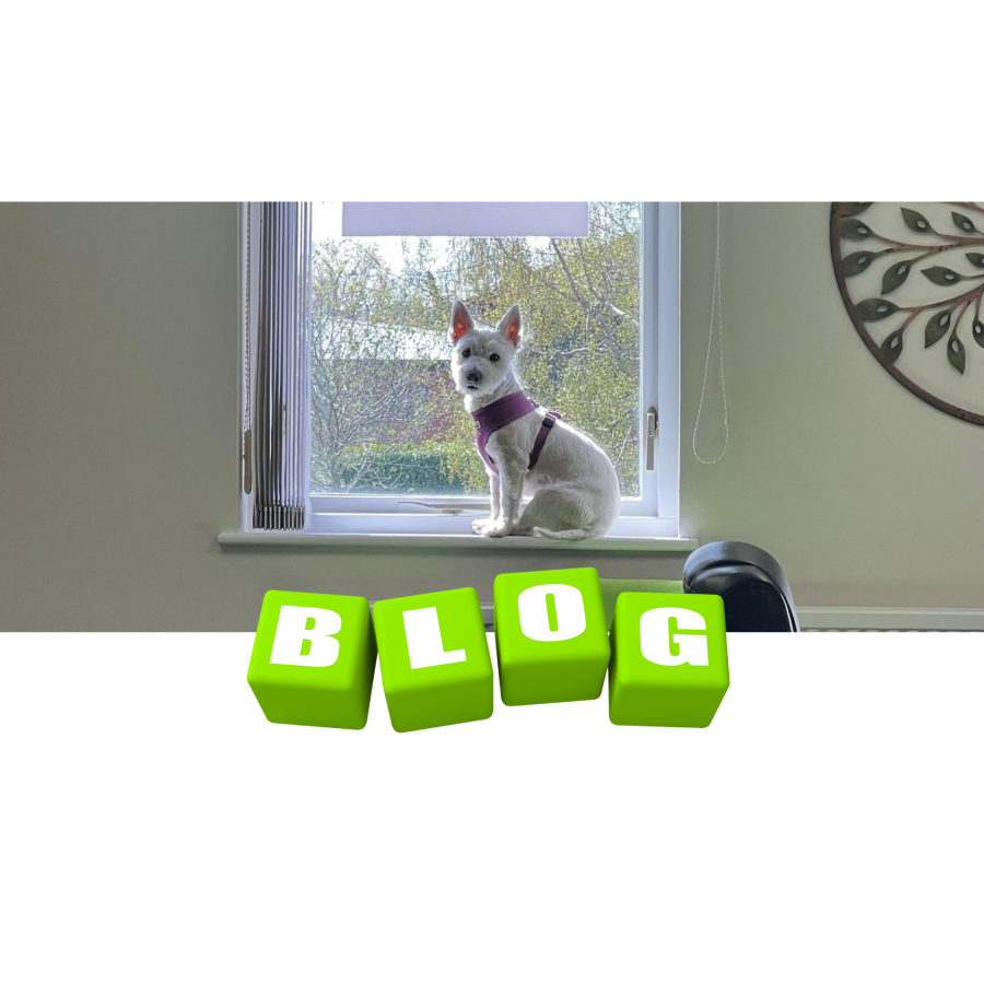 Penny the westie tells us why you should use an employment agency