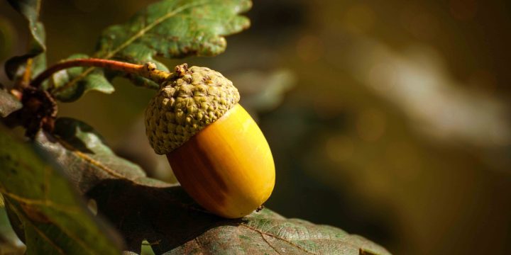 acorn